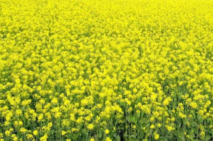 Куплю горчицу желтую- фото № 1