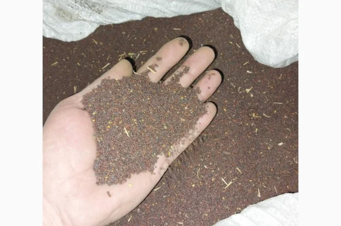 Продам гірчиця чорна- фото № 1