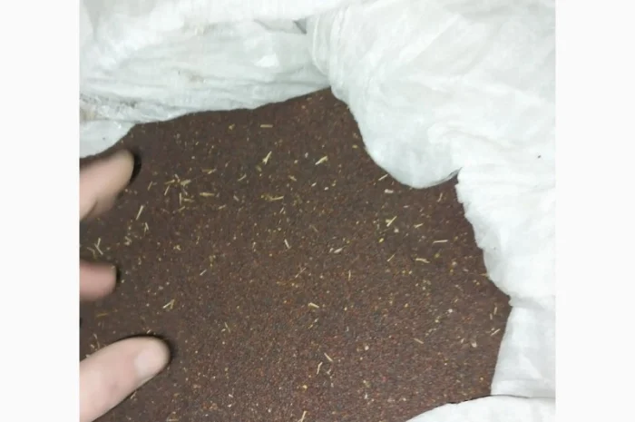 Продам гірчиця чорна- фото № 2