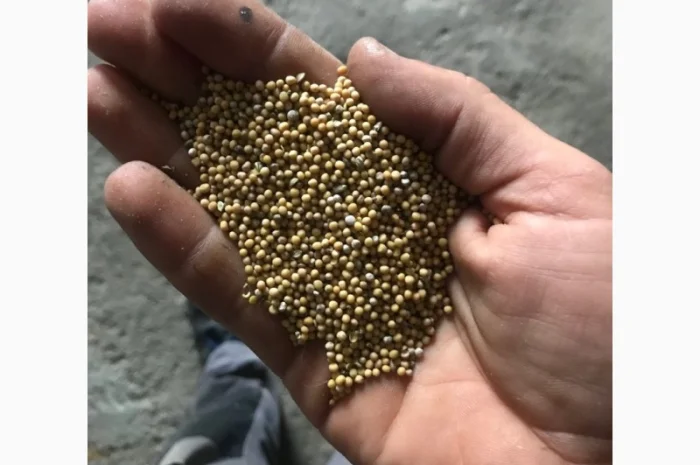 Продам гірчицю- фото № 1