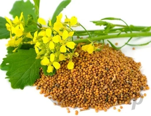 Закупаем Горчицу любой объем- фото № 1