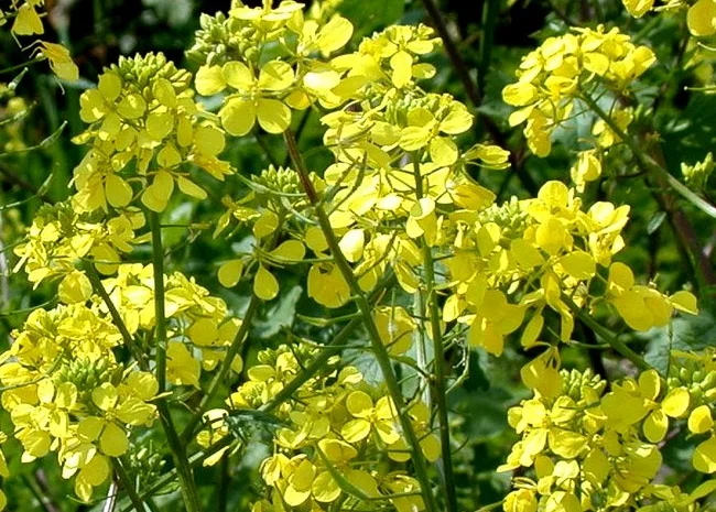 Гірчиця біла насіння- фото № 1