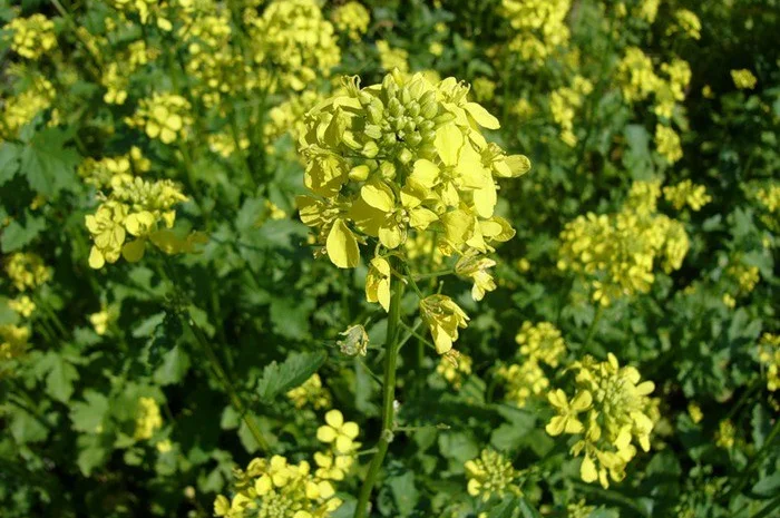 Гірчиця біла насіння- фото № 2