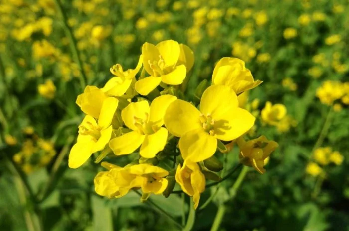 Гірчиця біла насіння- фото № 3