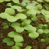 Гірчиця жовта насіння- фото № 3