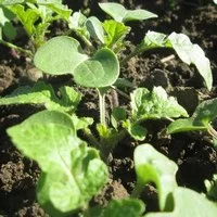 Гірчиця жовта насіння- фото № 4