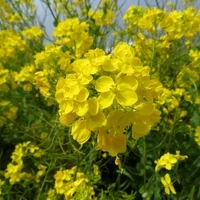 Гірчиця жовта насіння- фото № 1