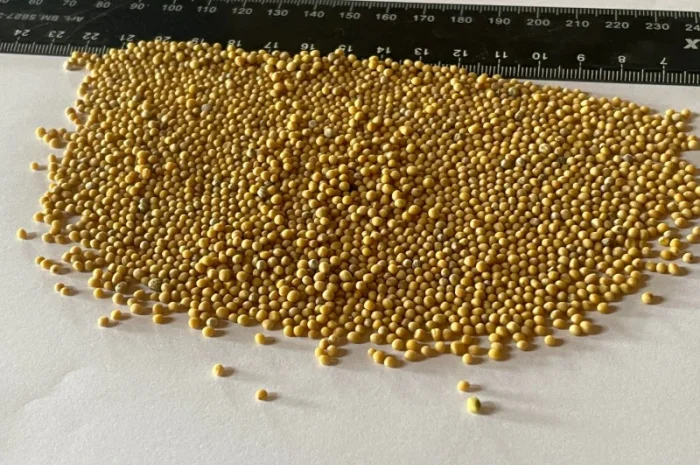 Продам Гірчицю Білу(під сидерат)- фото № 2