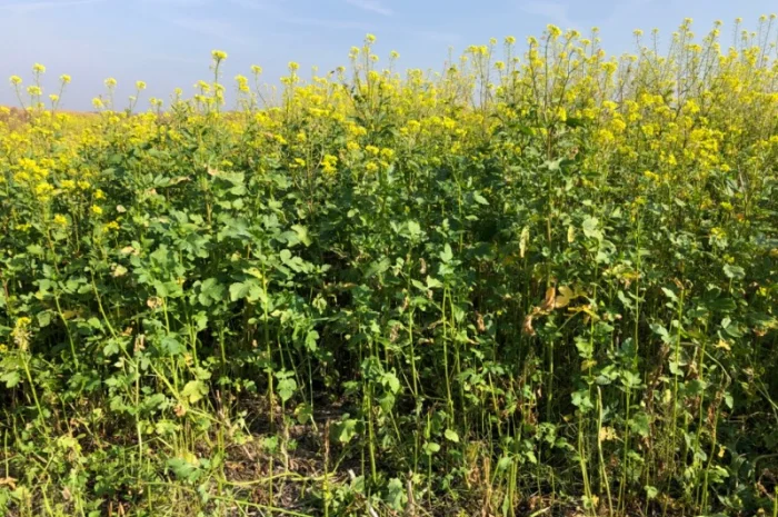 Продам насіння білої гірчиці «Андромеда»- фото № 1