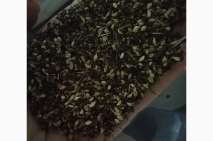 Продаем отходы горчицы белой- фото № 1