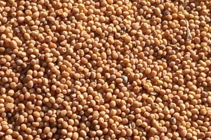 Продам жовту гірчицю- фото № 2