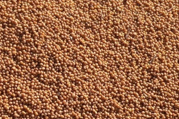 Продам жовту гірчицю- фото № 3