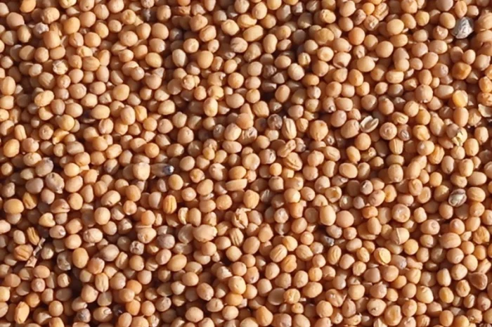 Продам жовту гірчицю- фото № 4