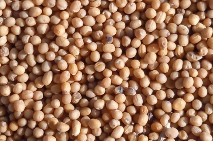 Продам жовту гірчицю- фото № 5