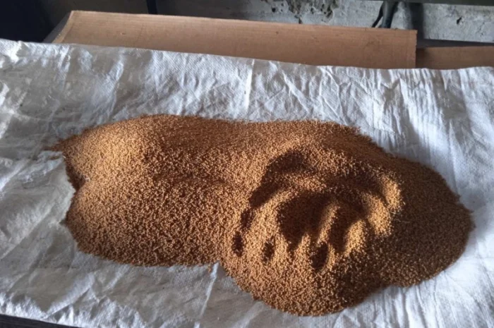 Продам жовту гірчицю- фото № 7