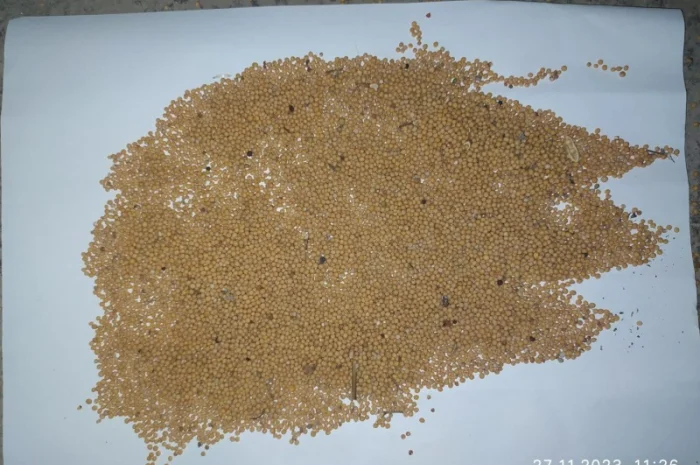 Продам гірчицю білу, сорт Кароліна- фото № 2