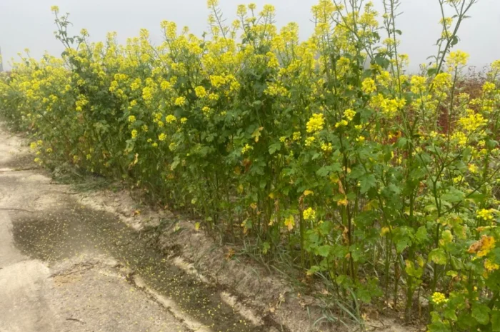 Продам Органічну жовту гірчицю- фото № 1