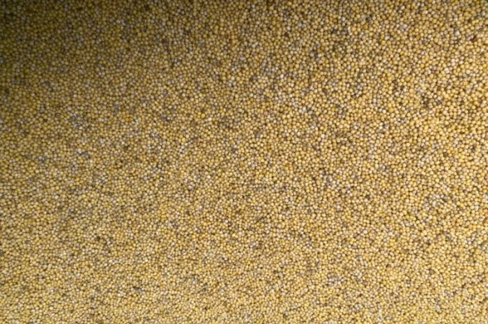 Продам Органічну жовту гірчицю- фото № 2