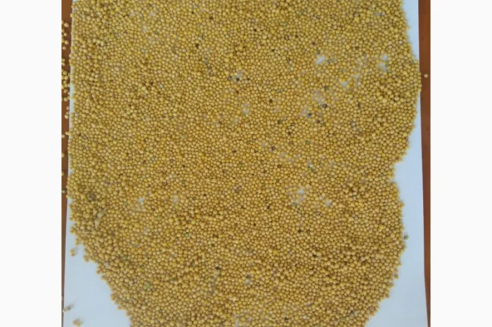 Продам гірчицю- фото № 1