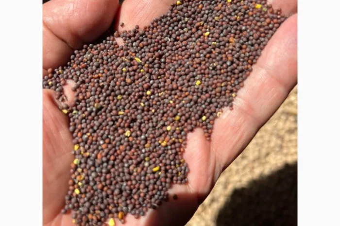 Продаємо насіння гірчиці чорної сорт "Черниш"- фото № 1