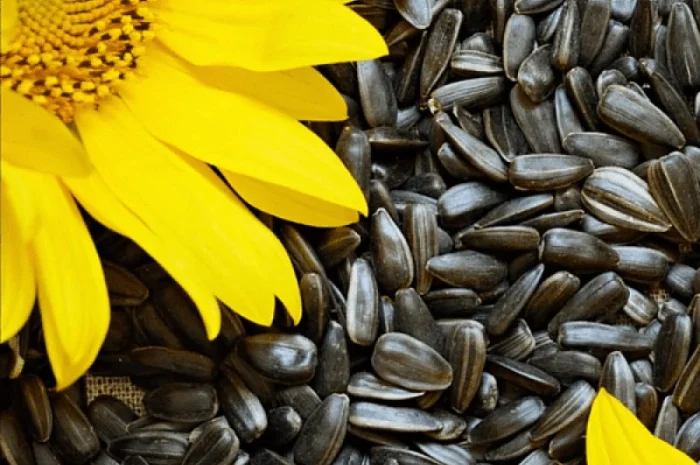 Куплю соняшник дорого Ф1/Ф2- фото № 1