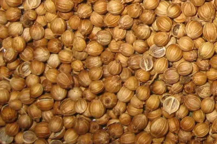 Закупаем кориандр по выгодной цене! Самовывоз с места погрузки- фото № 1