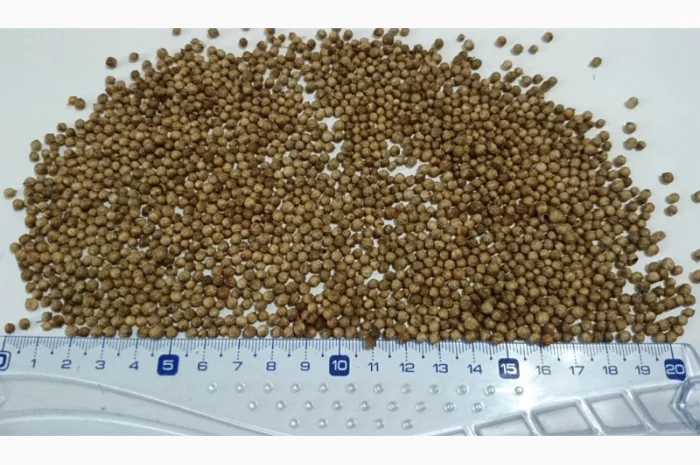 Кориандр из Аргентины- фото № 1