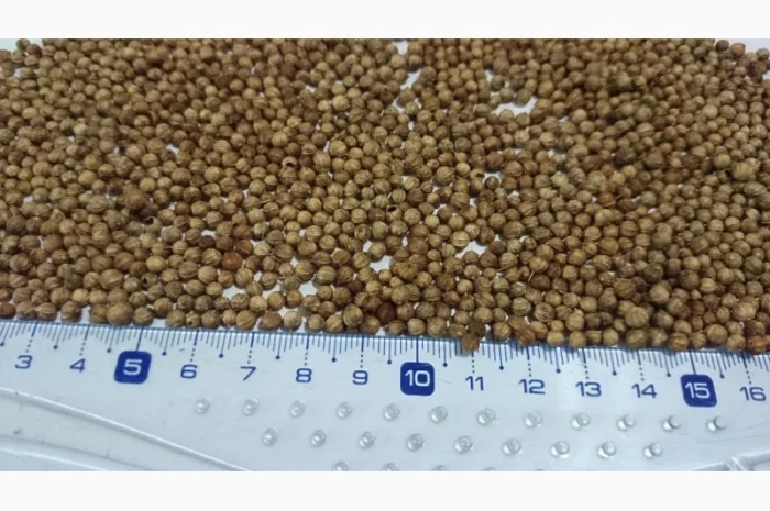 Кориандр из Аргентины- фото № 2