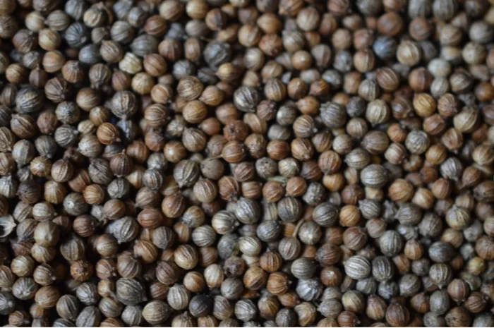 Кориандр из Аргентины- фото № 3