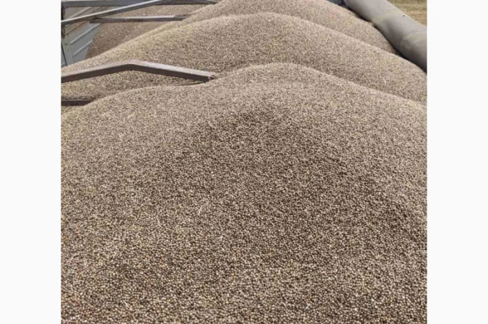 Коріандр дворучка сорт Оксаніт Еліта 1 репродукція- фото № 1