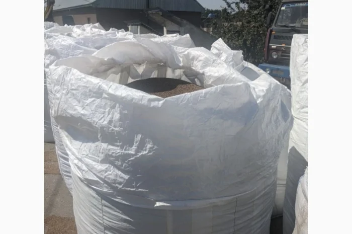 Коріандр дворучка сорт Оксаніт Еліта 1 репродукція- фото № 8