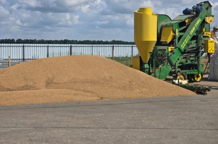 Коріандр дворучка сорт Оксаніт Еліта 1 репродукція- фото № 9