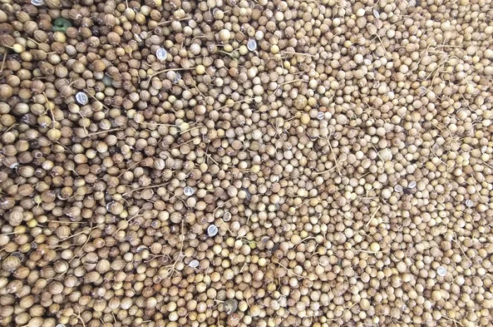 Коріандр дворучка сорт Оксаніт Еліта 1 репродукція- фото № 10