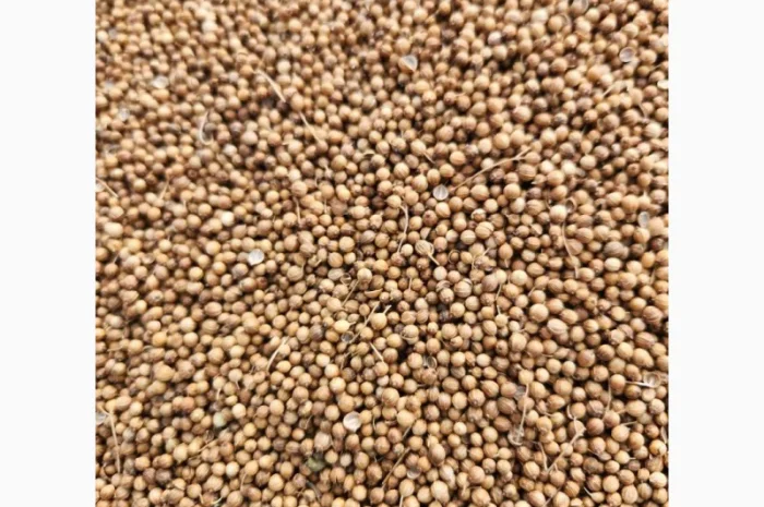 Коріандр дворучка сорт Оксаніт Еліта 1 репродукція- фото № 11