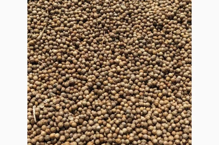 Коріандр дворучка сорт Оксаніт Еліта 1 репродукція- фото № 2