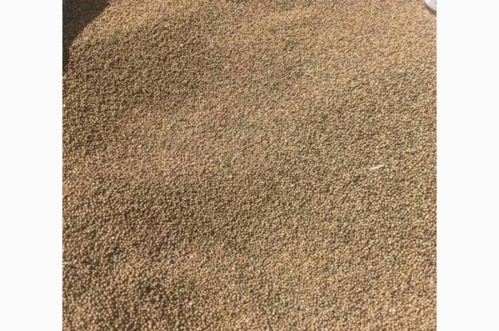 Коріандр дворучка сорт Оксаніт Еліта 1 репродукція- фото № 3