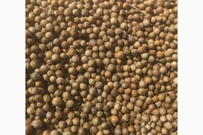 Коріандр дворучка сорт Оксаніт Еліта 1 репродукція- фото № 4