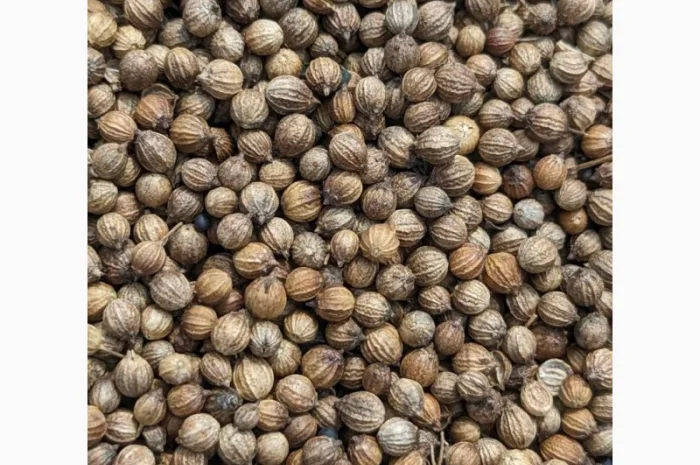 Коріандр дворучка сорт Оксаніт Еліта 1 репродукція- фото № 5