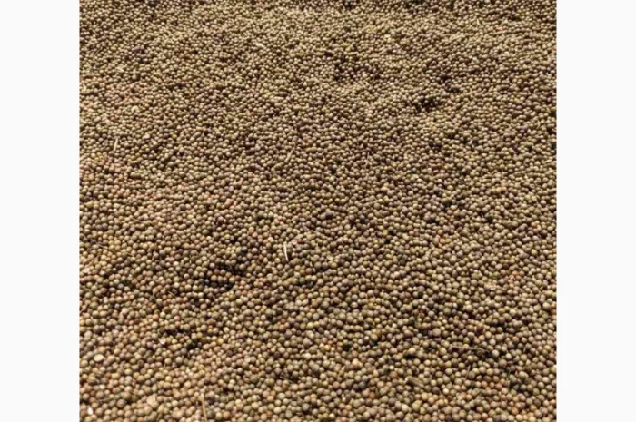 Коріандр дворучка сорт Оксаніт Еліта 1 репродукція- фото № 6