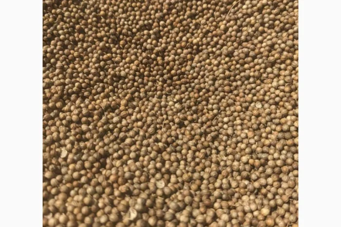 Коріандр дворучка сорт Оксаніт Еліта 1 репродукція- фото № 7