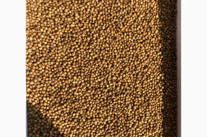 Куплю кориандр оптом- фото № 1