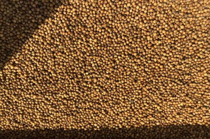 Кориандр- фото № 1