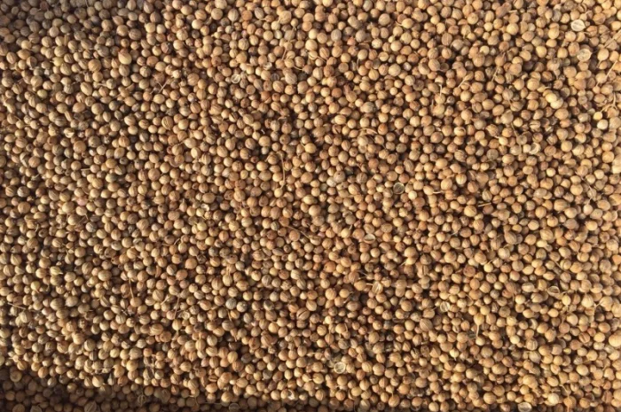 Продажа кориандра оптом- фото № 1