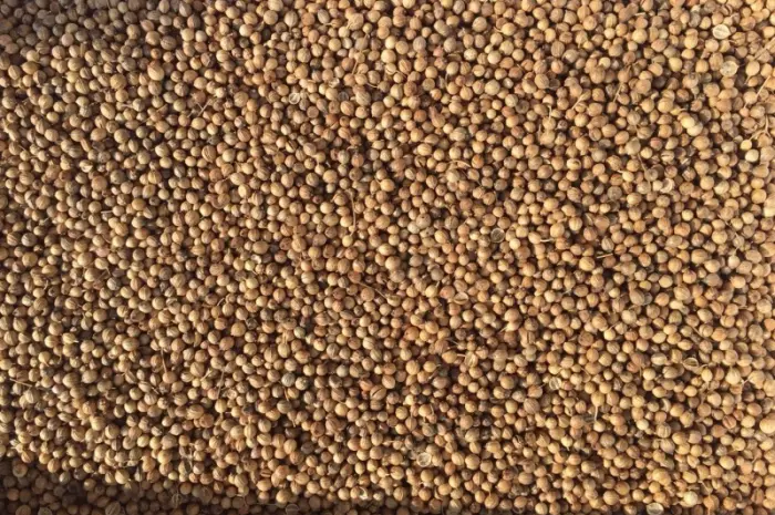 Продаж кориандру оптом- фото № 1