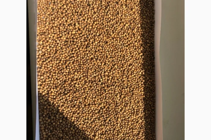 Семена кориандра "Оксанит" "Янтарь" 1-р- фото № 1