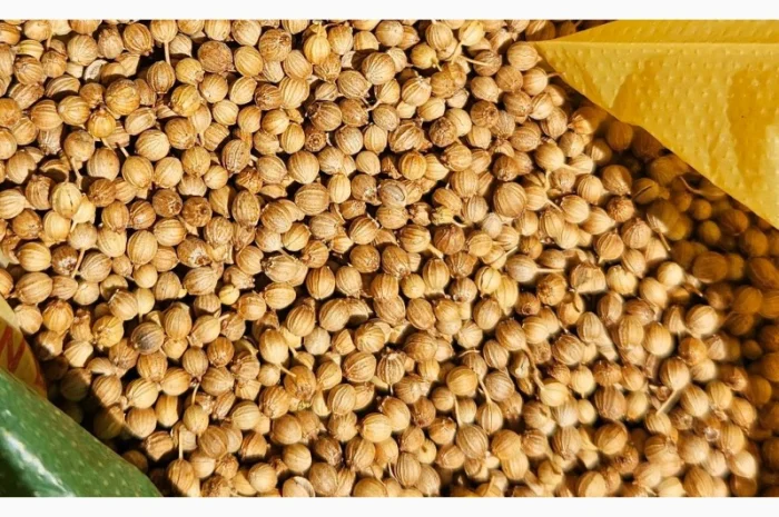 Продается кориандр, урожай 2024 года- фото № 1