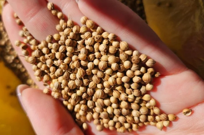 Продается кориандр, урожай 2024 года- фото № 2