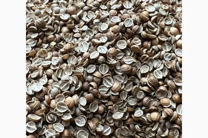 Продается кориандр половинка оптом- фото № 1