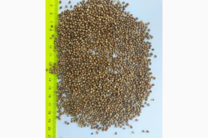 Продается кориандр оптом от 250 тонн- фото № 1