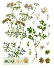 Продаж плодів коріандру зі складу в Запоріжжі- фото № 1